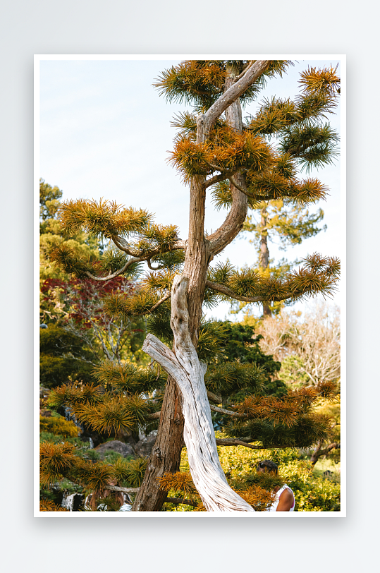 扭曲树干的松树与园景-众图网