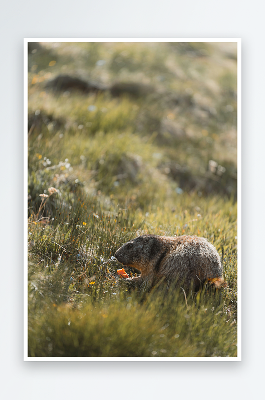 旱獭在草地上觅食-众图网