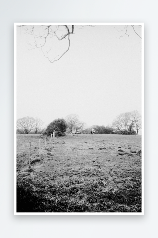 旷野中的孤马与枯树-众图网