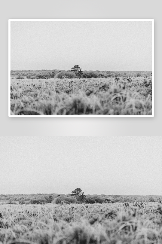 旷野孤树黑白风景-众图网