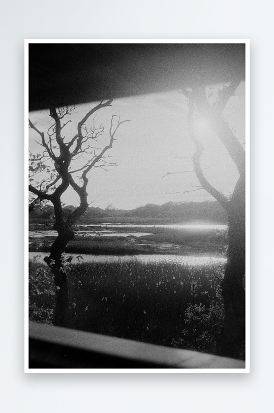 晨光中的枯树与湿地-众图网