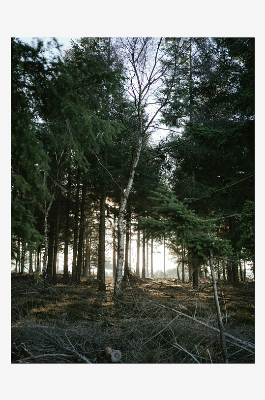 晨光中的森林景象-众图网