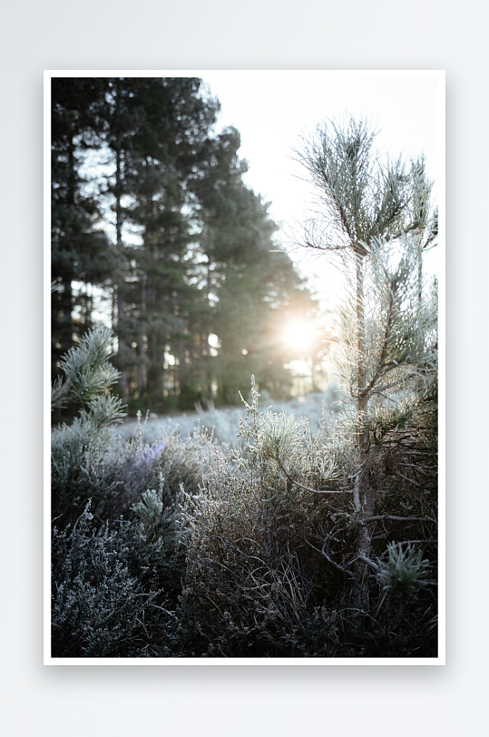 晨光中的森林灌木-众图网