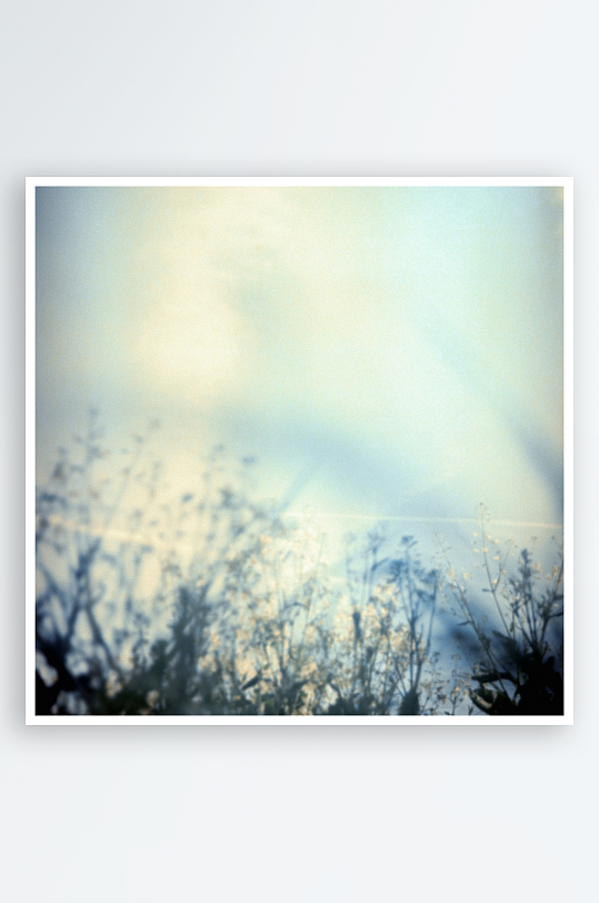 晨光中的野花剪影-众图网