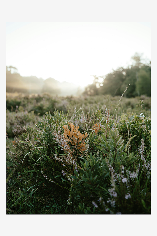 晨光中的野花草地-众图网