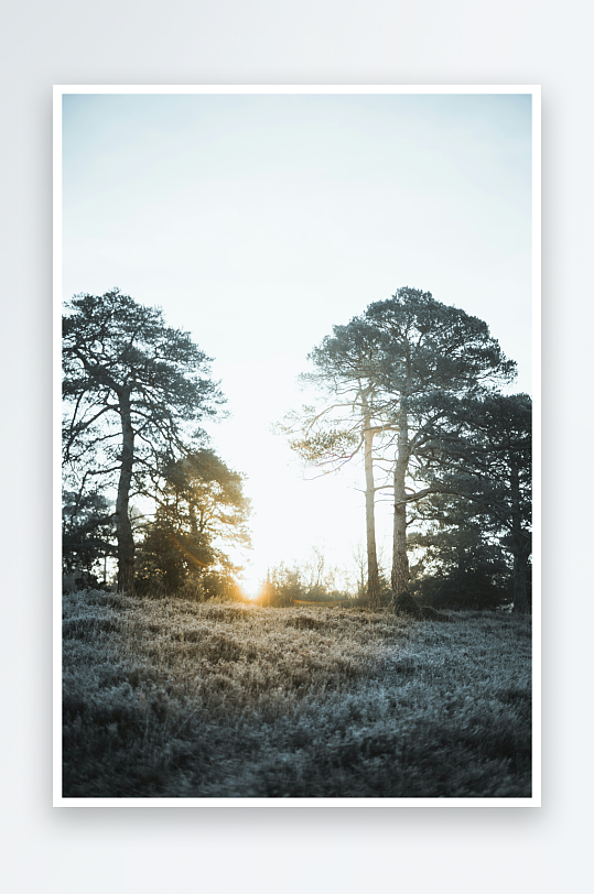 晨光中的霜冻树林-众图网