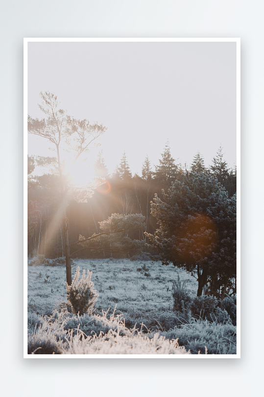 晨光中的霜冻森林-众图网