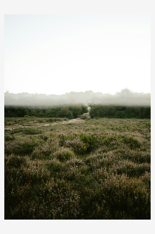 晨雾中的开阔草地-众图网