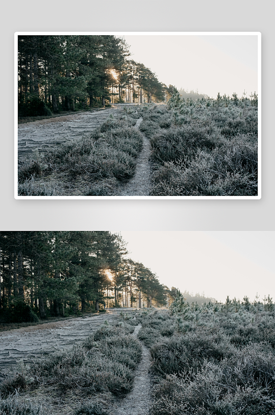 晨雾中的林间小径-众图网