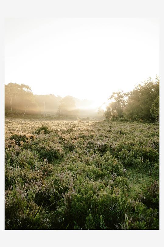 晨雾中的草地景观-众图网