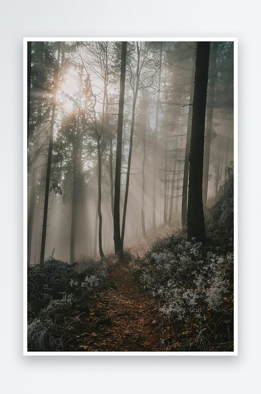 晨雾中的森林小径-众图网