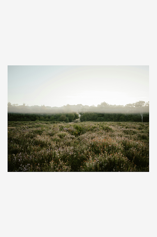 晨雾中的野花草地-众图网