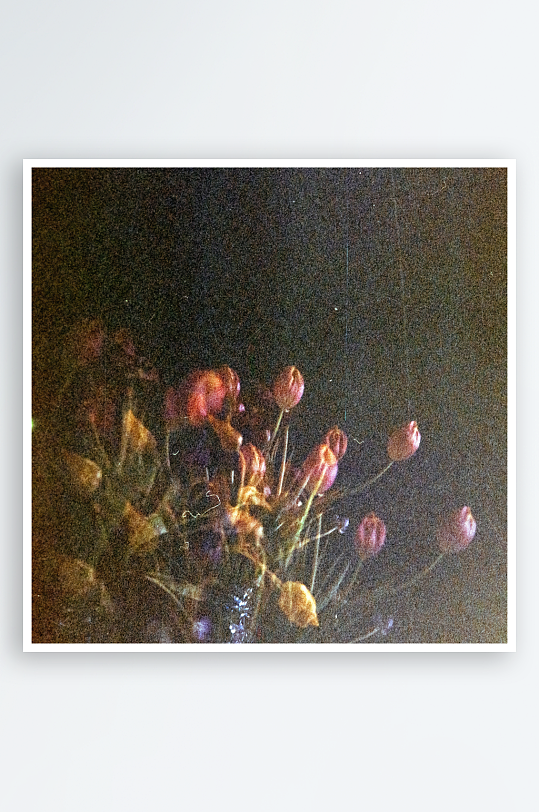 暗光中的花束特写-众图网