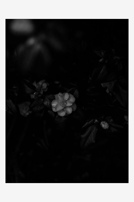 暗影中的白色花朵-众图网