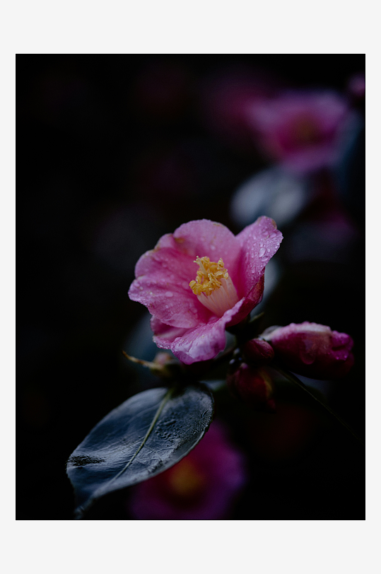 暗影中的粉红山茶花-众图网