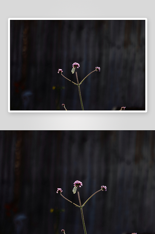 暗影中的紫色小花-众图网