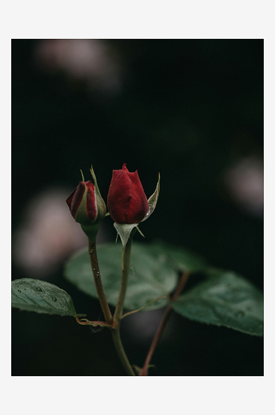 暗影中的红玫瑰花苞-众图网