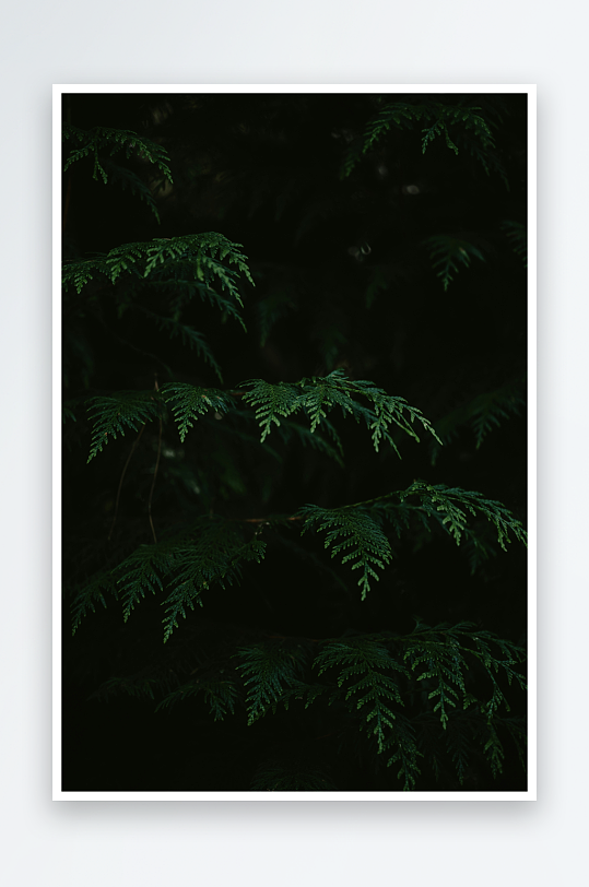 暗影中的翠绿枝叶-众图网