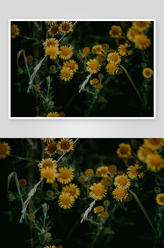 暗影中的黄色野花-众图网