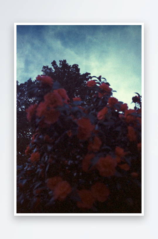 暮色中的红花树影-众图网