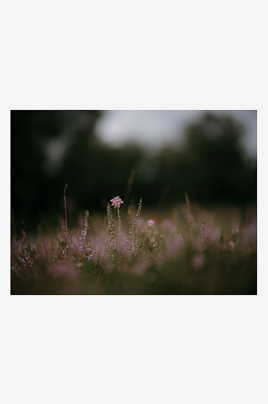 暮色中的野花草地-众图网