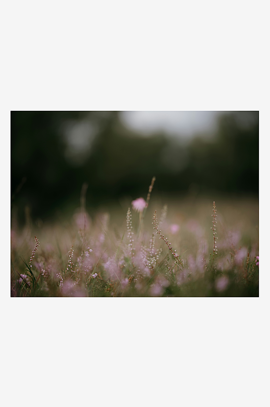 朦胧花丛中的自然景象-众图网