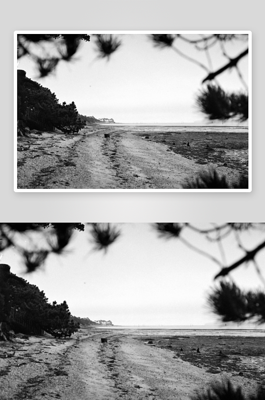 松枝下的沙滩小径-众图网