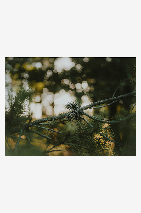 松枝上的松果特写-众图网