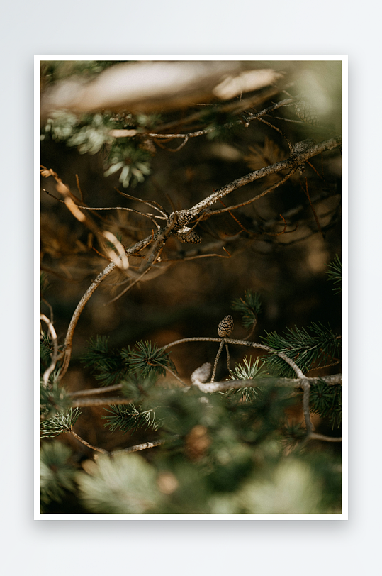 松枝与枯藤交织的自然特写-众图网