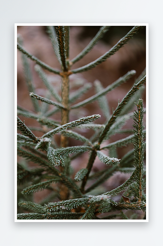 松枝特写自然细节-众图网
