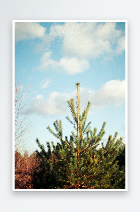 松树在蓝天白云下-众图网