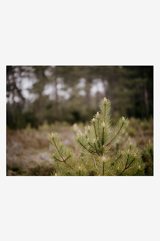 松树幼苗在森林中生长-众图网