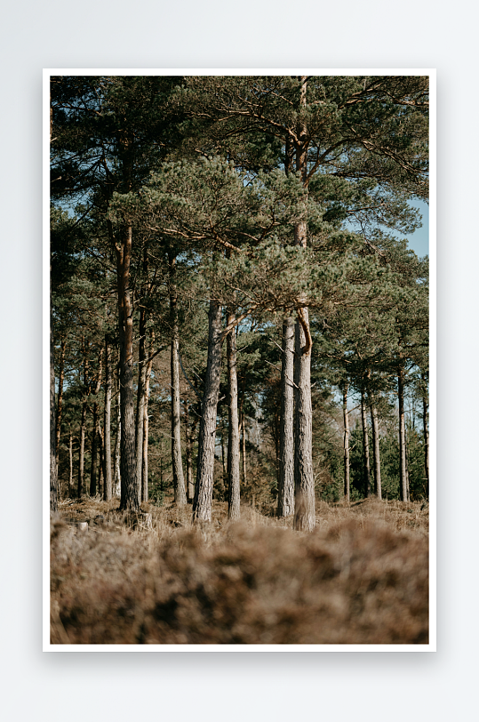 松树林地自然景观-众图网