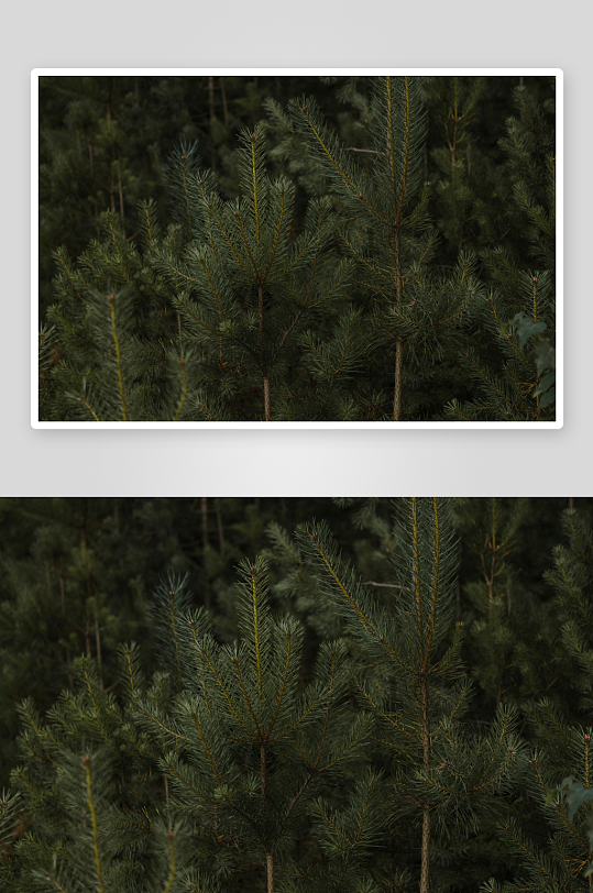 松树林的静谧景象-众图网