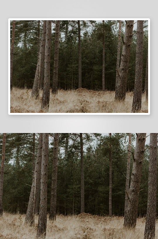 松树林间枯草覆盖的地面-众图网