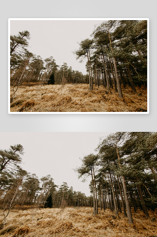 松树林间枯草覆盖的空地-众图网