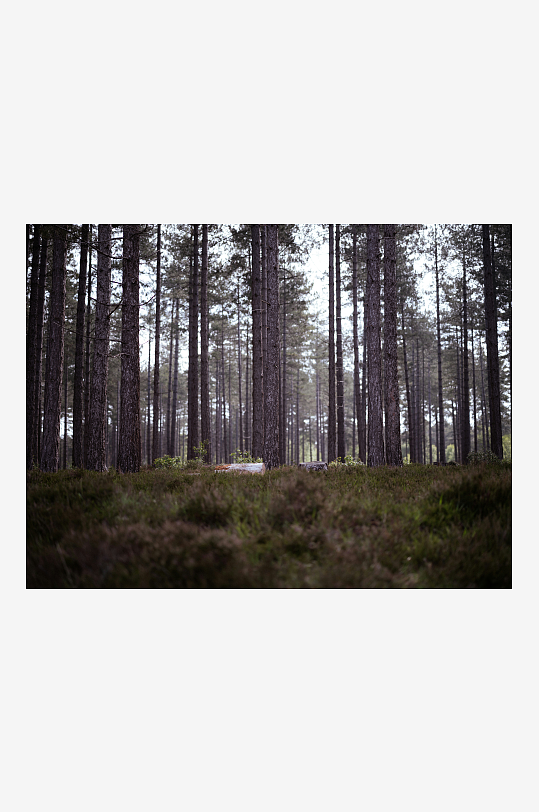 松树林间静谧景象-众图网