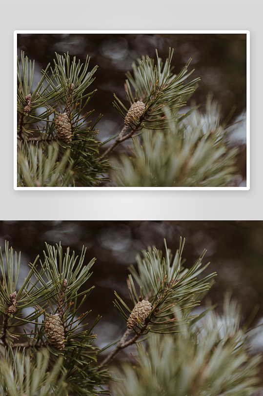 松树枝上的松果特写-众图网