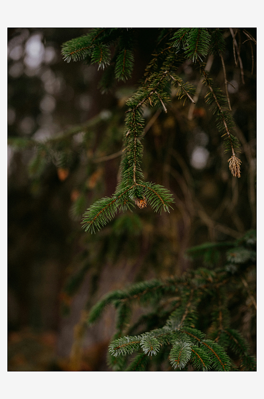 松树枝在森林中的特写-众图网