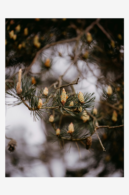 松树枝头嫩芽初生-众图网