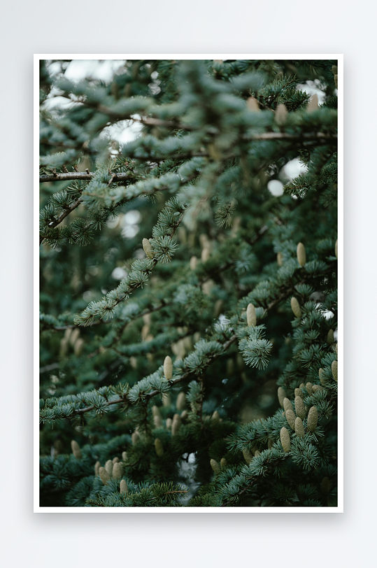 松树枝头嫩芽特写-众图网