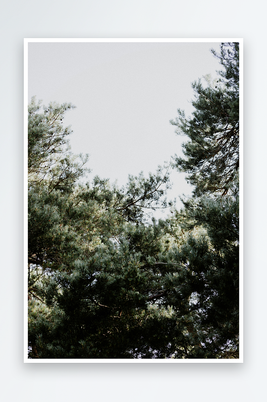 松树顶端仰视景象-众图网