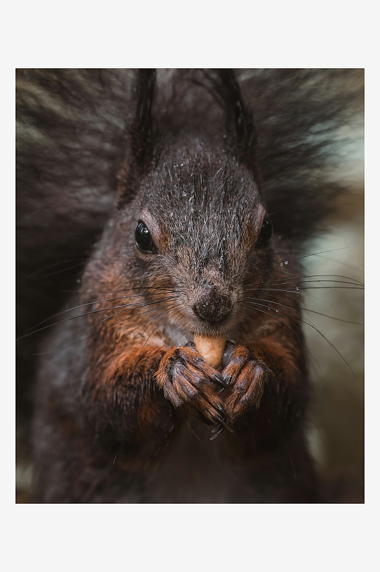 松鼠啃食坚果特写-众图网