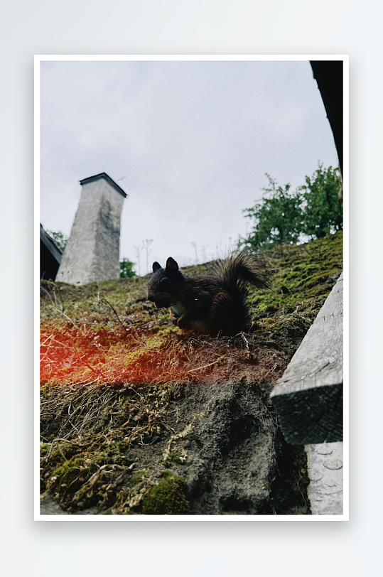 松鼠在屋顶上觅食-众图网