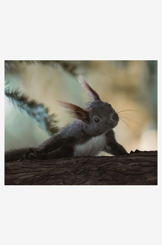 松鼠在树干上凝视-众图网