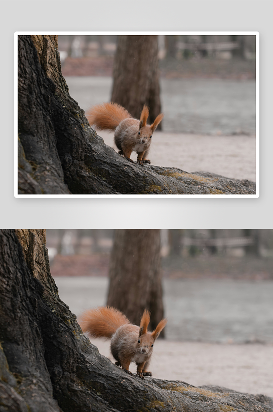 松鼠在树干上攀爬-众图网