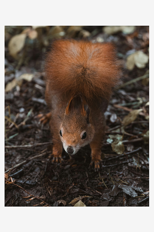 松鼠在落叶中觅食-众图网