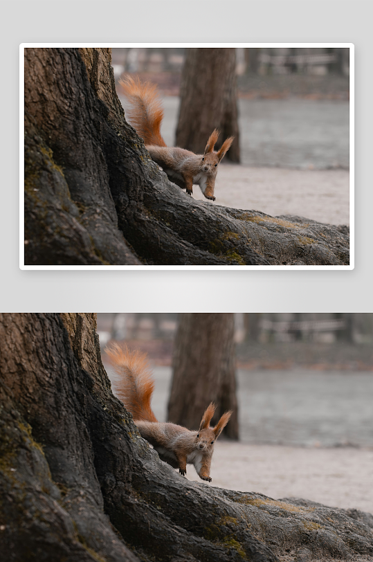 松鼠在树干旁探头-众图网