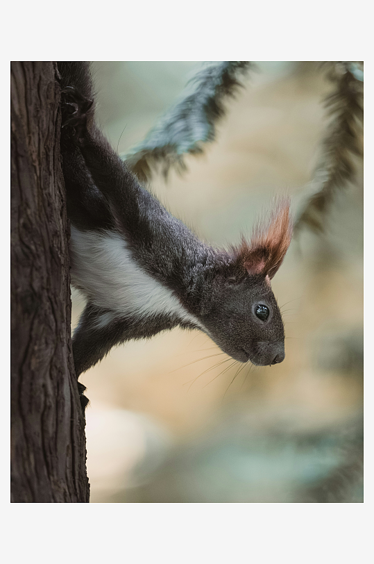 松鼠攀爬树干特写-众图网