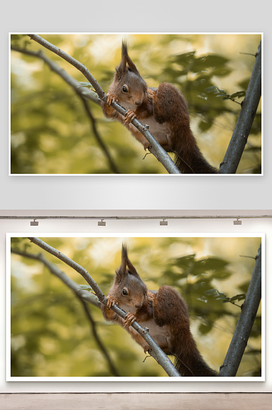 松鼠攀爬树枝啃食-众图网